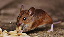 24 Hour & Emergency Exterminators in Lawrence, KS
